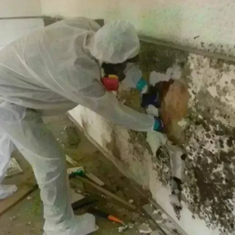 Mold Remediation and Removal in Clearlake, CA